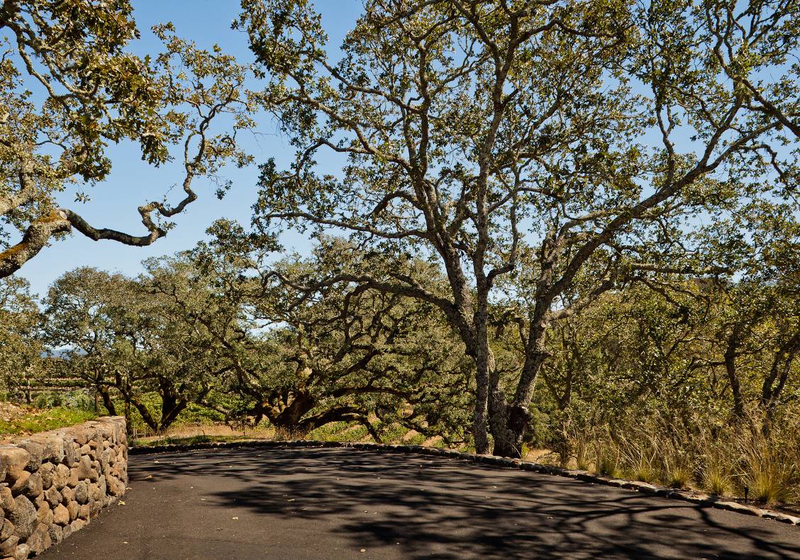 A winding country road through overhanging live oak trees and vineyards leads to the house.